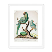 Two Parrots on a Barren Tree  Framed & Mounted Print