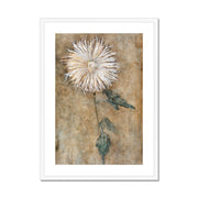 Chrysanthemum Framed & Mounted Print
