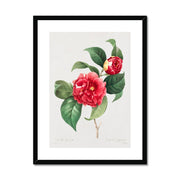 Choix des plus belles fleurs :et des plus beaux fruits Framed & Mounted Print