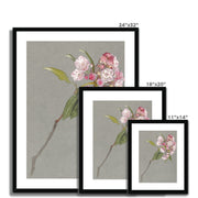A Bough of Mountain Laurel with Leaves and Blossoms Framed & Mounted Print