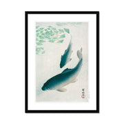 Carp or Koi Framed & Mounted Print