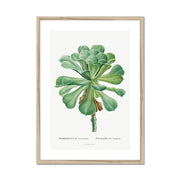 Sempervivum Canariense Image from Histoire des Plantes Grasses Framed & Mounted Print