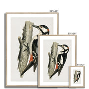 Great spotted woodpecker-male Framed & Mounted Print