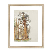 Oak and Evergreen Framed & Mounted Print