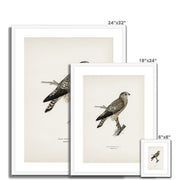 Merlin female Framed & Mounted Print