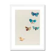 Five Butterflies Framed & Mounted Print