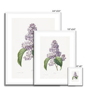 Lilac Framed & Mounted Print
