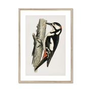 Great spotted woodpecker-male Framed & Mounted Print