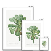 Sempervivum Canariense Image from Histoire des Plantes Grasses Framed & Mounted Print