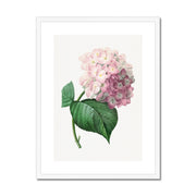 Hydrangea Framed & Mounted Print