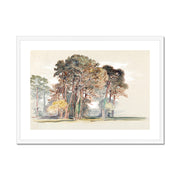 The Pine Trees of El Monte, California Framed & Mounted Print