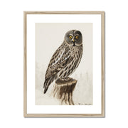 Great grey owl Framed & Mounted Print