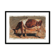 Study of a Grazing Cow  Framed & Mounted Print