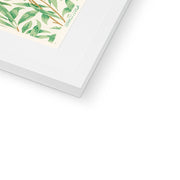 Willow Bough Framed & Mounted Print