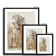 Oak and Evergreen Framed & Mounted Print