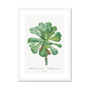 Sempervivum Canariense Image from Histoire des Plantes Grasses Framed & Mounted Print