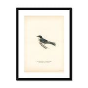 Hybrid between common house-martin and barn swallow Framed & Mounted Print