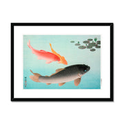 Common and Golden Carp Framed & Mounted Print