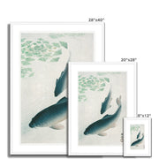 Carp or Koi Framed & Mounted Print