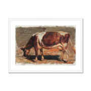 Study of a Grazing Cow  Framed & Mounted Print