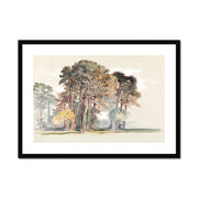The Pine Trees of El Monte, California Framed & Mounted Print
