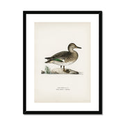 Teal Framed & Mounted Print