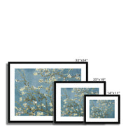 Almond blossom Framed & Mounted Print