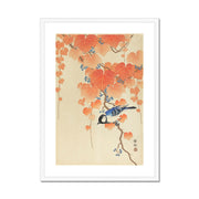 Great Tit on Paulownia Branch Framed & Mounted Print