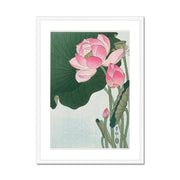 Blooming Lotus Flowers Framed & Mounted Print