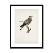 Merlin female Framed & Mounted Print