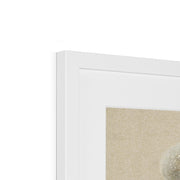 Study of White Daisy, Chamomile Stem with Two Petals, and a Chamomile Petal Framed & Mounted Print