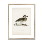 Teal Framed & Mounted Print