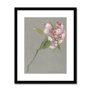 A Bough of Mountain Laurel with Leaves and Blossoms Framed & Mounted Print