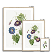 Star-glory Morning–glory (1827) Framed & Mounted Print