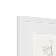 Cardinal Flower Framed & Mounted Print