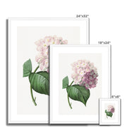 Hydrangea Framed & Mounted Print
