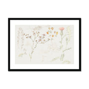 Studies of Meadow Flowers Framed & Mounted Print