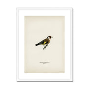 European Goldfinch Framed & Mounted Print