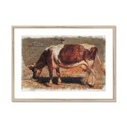 Study of a Grazing Cow  Framed & Mounted Print