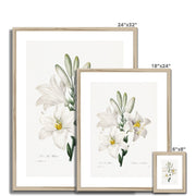 Madonna Lily from Choix des plus belles fleurs Framed & Mounted Print