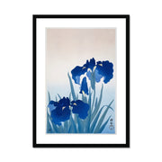 Iris flowers Framed & Mounted Print