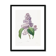 Lilac Framed & Mounted Print