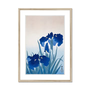 Iris flowers Framed & Mounted Print