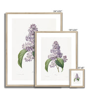 Lilac Framed & Mounted Print