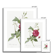 Blood-Red Bengal Rose, Rosa indica cruneta from Les Roses Framed & Mounted Print