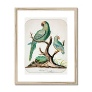 Two Parrots on a Barren Tree  Framed & Mounted Print