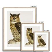 Eurasian eagle-owl Framed & Mounted Print