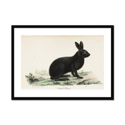 Black hare Framed & Mounted Print