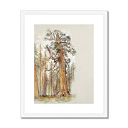Oak and Evergreen Framed & Mounted Print