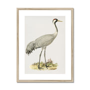 Common Crane Framed & Mounted Print